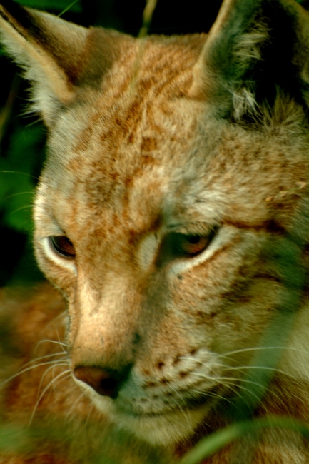 La lince nell'' Appennino centrale